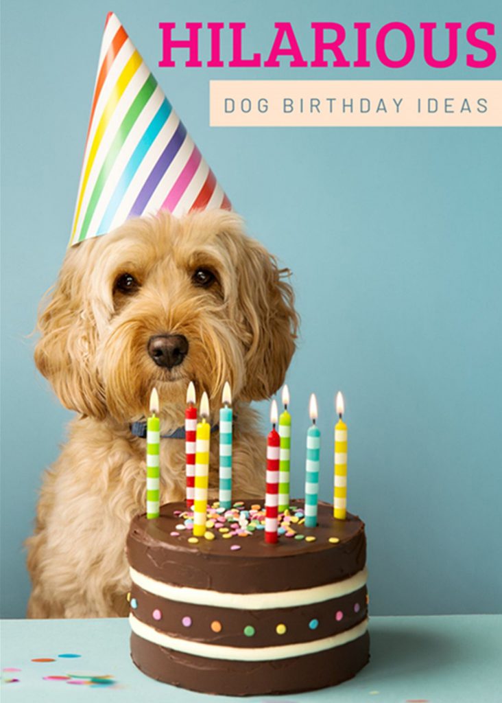 Pet Birthday Quotes